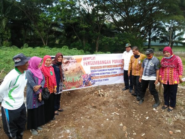 Keikutsertaan Dekan Fakultas Pertanian (Dr. Ir. Sutan Pulungan, MSi) yang juga dosen Prodi Agribisnis, pada kegiatan “DEMPLOT DAN TANAM PERDANA KOMODITI PORANG” di UPT. Benih Induk Aneka Umbi- Umbian Padangsidimpuan, bersama Komunitas Porang Amfunan Sumut, Kamis, 13 Agustus 2020